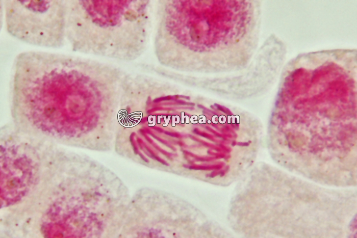 Mitose cellules de racine d'Ail - Anaphase x800 - gryphea.com